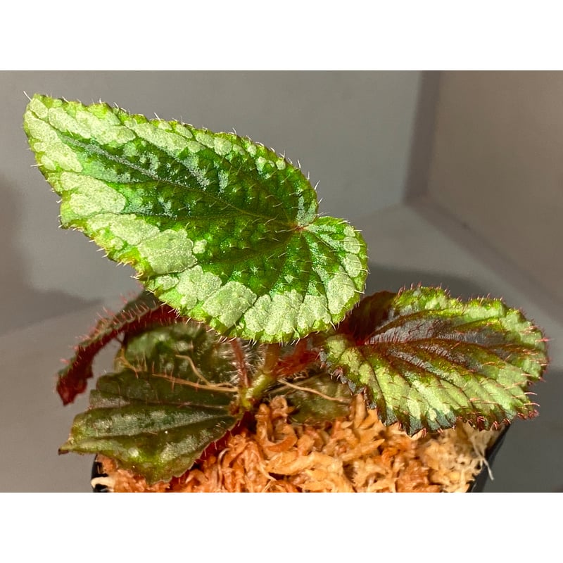 Begonia sp. from Ha Giang North Vietnam | M・R・G・R