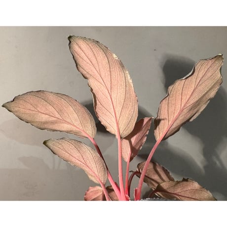 Homalomena sp. "Pink Velvet Long Leaf" from Kepulauan Riau ①