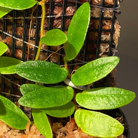 Ficus sp. from Bau