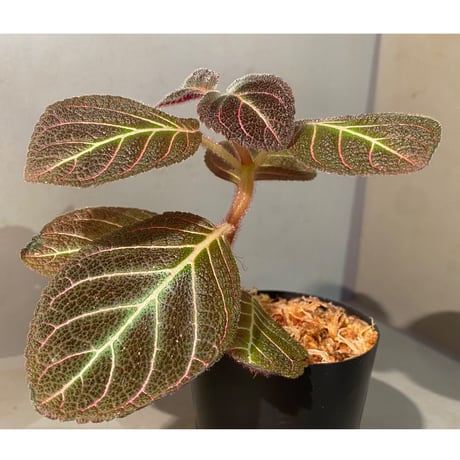 Pearcea hypocyrtiflora from Rio Napo Ecuador [tanakay] 赤葉脈