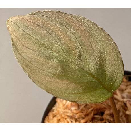 Homalomena sp. "Imperial Japanese Navy" from Resum P.Lingga [AZ0517-11] ②