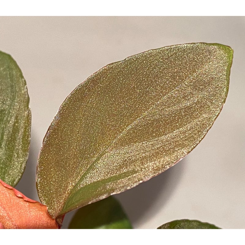 Homalomena sp. from Solok sumatera [LA0616-03]