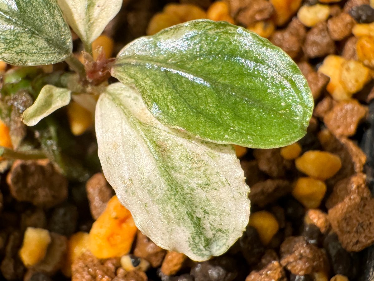 ブセファランドラ sp. variegata キボーデコ on X: 
