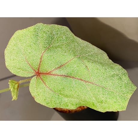 Begonia sp. from Ha Noi [TK140617]