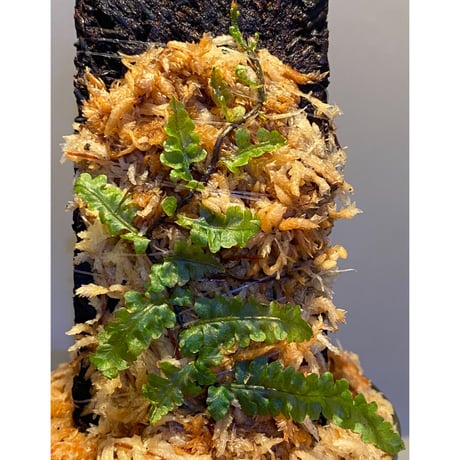 Teratophyllum sp. from Sibolga Timur [HW1017-03]