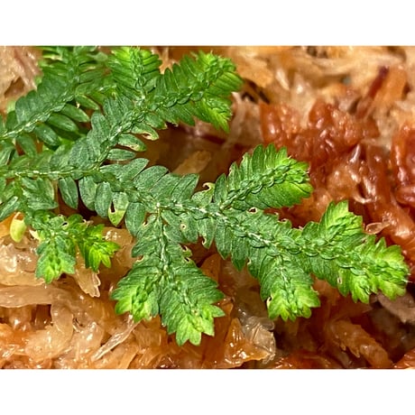 Selaginella biformis [STRINGE PLANTS]