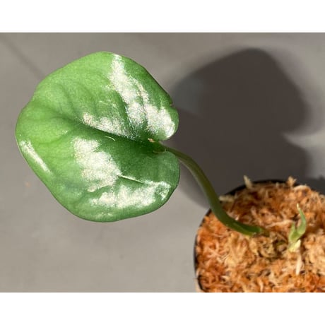 Scindapsus sp. from Pahang Malaysia