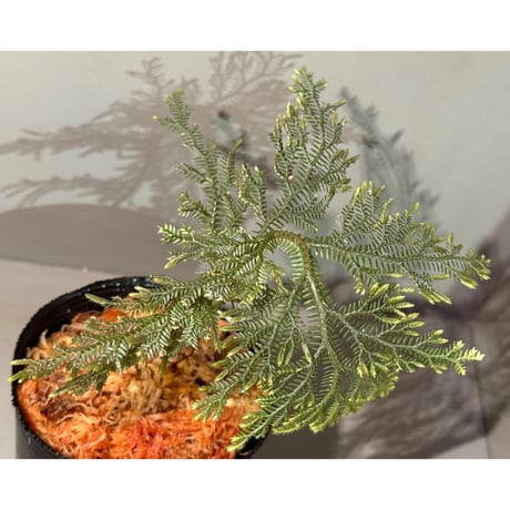 Selaginella sp. from Landak West Kalimantan