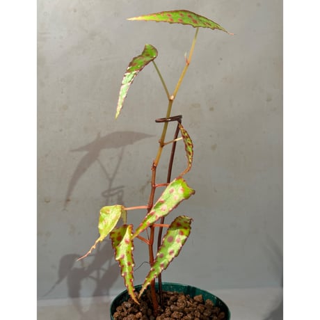 Begonia amphioxus