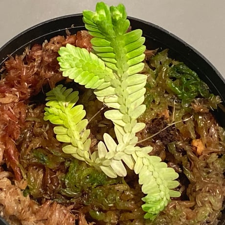 Selaginella sp. バリエガータ from "Nanga pinoh" [TB]