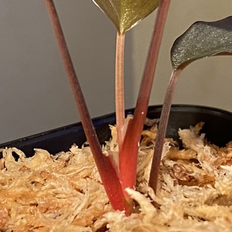 Homalomena sp."赤鉄鉱” from Kepulauan Riau [SGP import] KZT ②