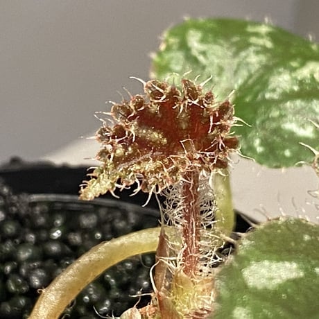 Begonia sp. from Cao Bang [YH251019] TK