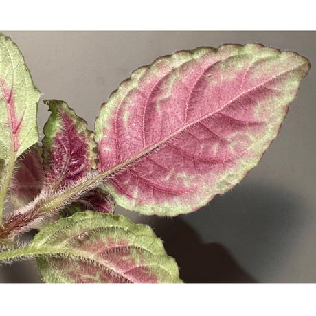 Nautilocalyx glandulifer