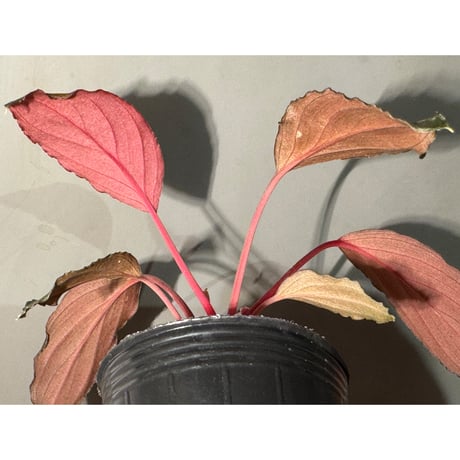 Homalomena sp. "Neon Purple" from Malaysia