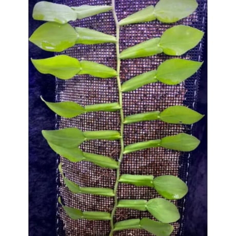 Pothos scandens from Khlong Yai Trat Thailand