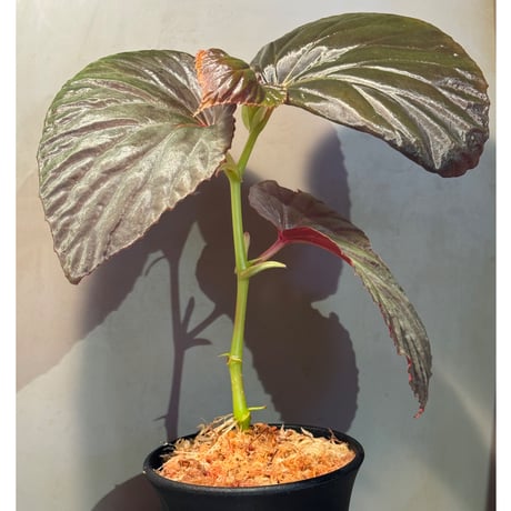 (大株) Begonia sp. from Kapuas hulu ②