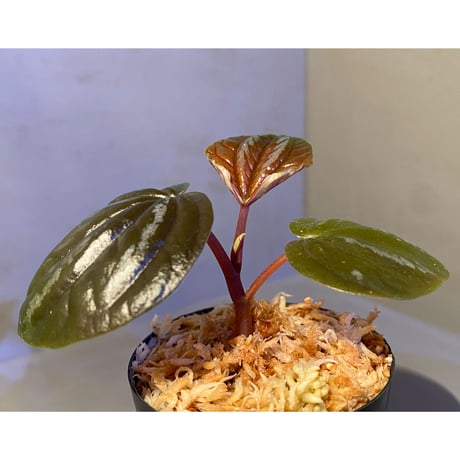 Peperomia rugosa from Ecuador