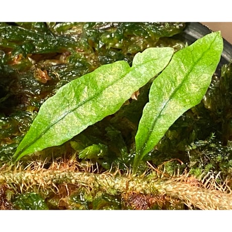Microgramma lycopodioides from Guatemara 伊藤蟻植物農園