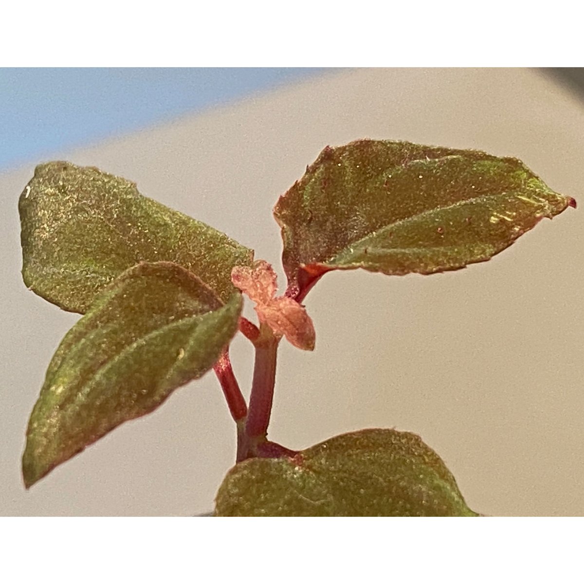 専用希少❣️Melastoma sp. Sibolgaメラストマ　シボルガソネリラ Melastoma sp. from Sibolga | M・R・G・R