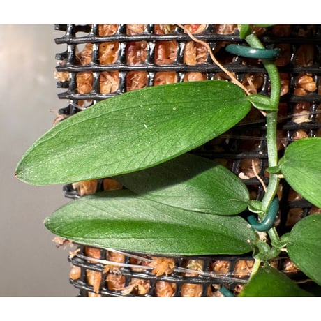 Pothos scandens from Tarat Thailand