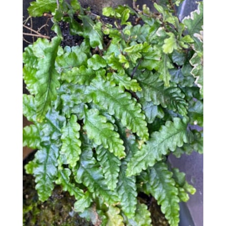 Teratophyllum sp. "Birdwing-fern" from Bentong [AZ0117-3]