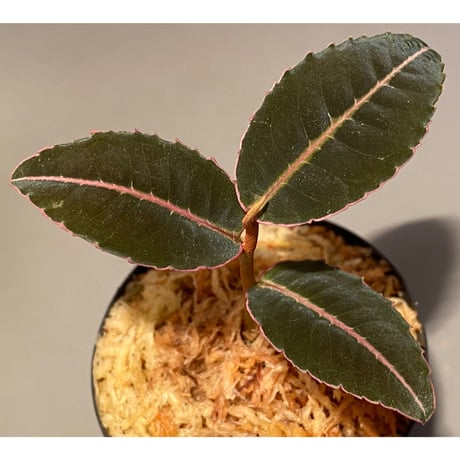 Labisia pumila from Miri
