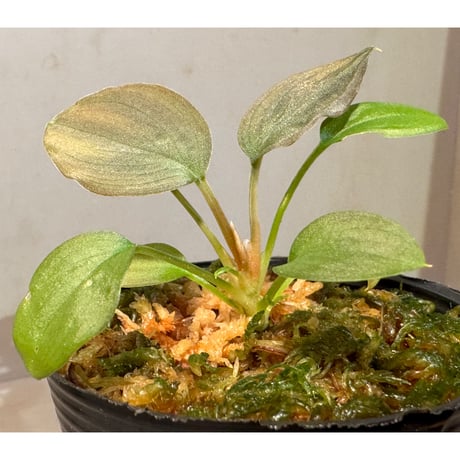Homalomena sp. "Pink Velvet" from Kepulauan Riau [KN]