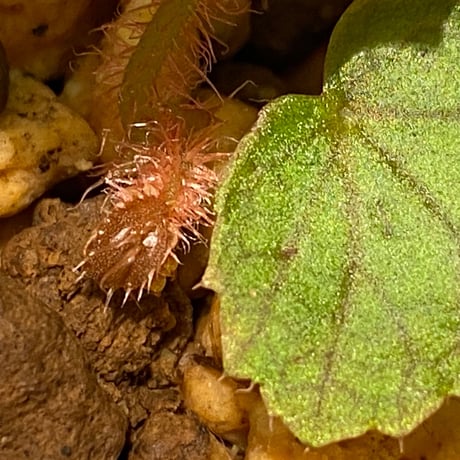Begonia susaniae
