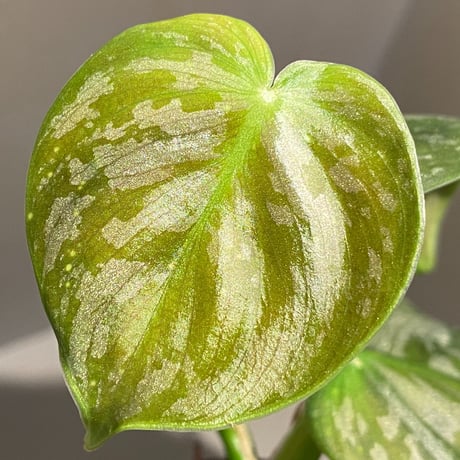 Philodendron sp. from Colombia [tanakay]