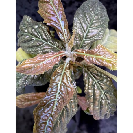 Ardisia sp. from Bengkulu [LA0315-1]