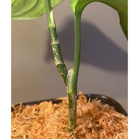 Aglaonema pictum tricolor DFS from Sumatera Barat [AZ0912-1]