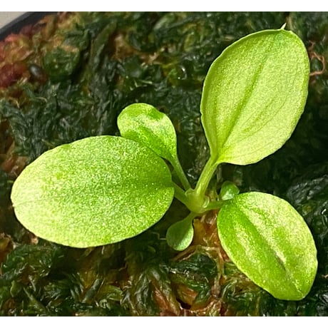 Homalomena sp. "Kayu Lapis" White Kal-barat [TB]