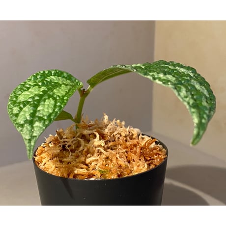 Elatostema sp. (Sri Lanka?)