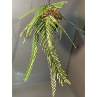 【TB便】Bucephalandra sp.\"Nanga mahap\" Bucephalandra sp. Nanga mahap TB便 No.2 : アクアテイラーズヤフー店