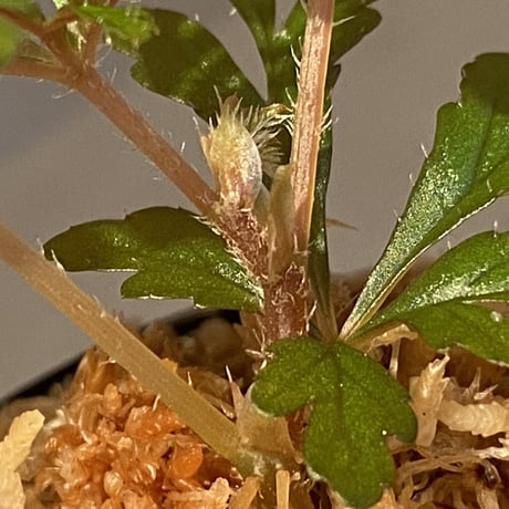 Begonia polilloensis