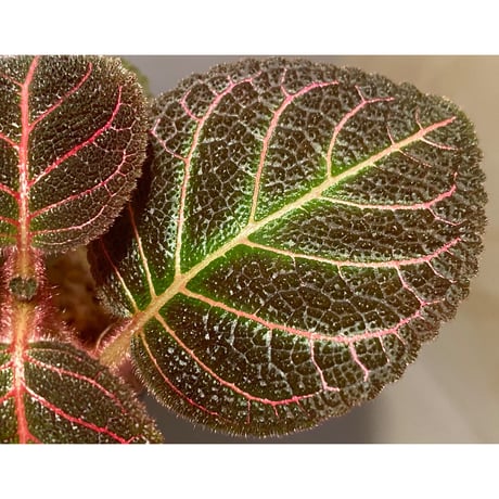 Pearcea hypocyrtiflora from Rio Napo Ecuador [tanakay] 赤葉脈