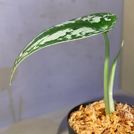 Scindapsus sp. from Gn.Besar
