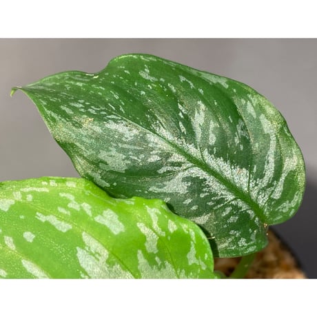 Schismatoglottis Rongisupata from West Kalimantan [KN]