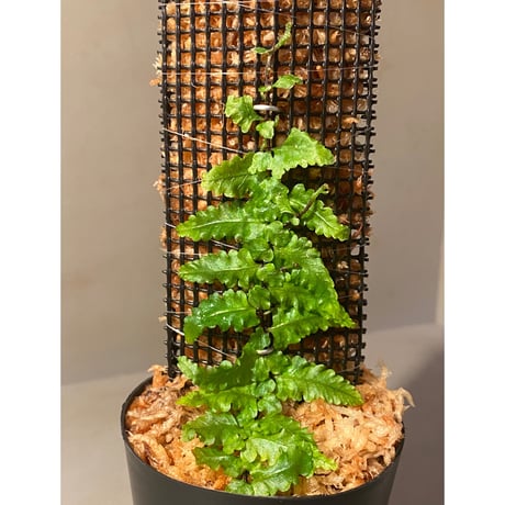 Teratophyllum sp. "Birdwing-fern" from Bentong [AZ0117-3]