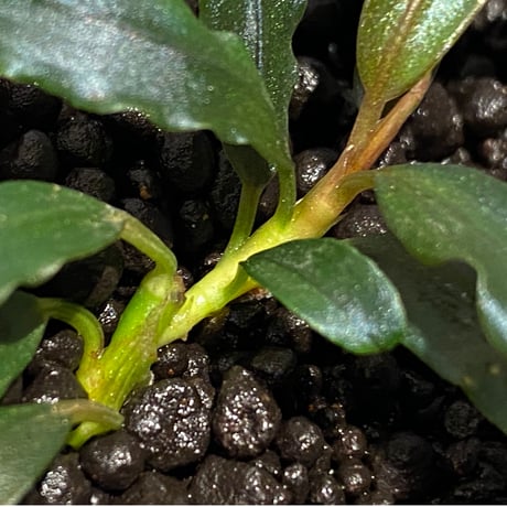 Bucephalandra sp. "Black Sword Kadri"