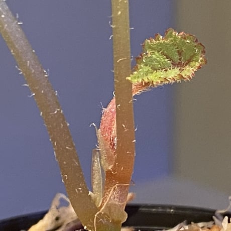 Begonia sp. from Ha Noi [TK140617]