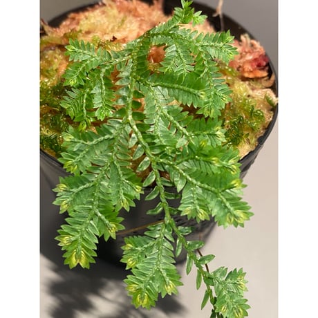 Selaginella sp. from Iquitos Peru [tanakay]