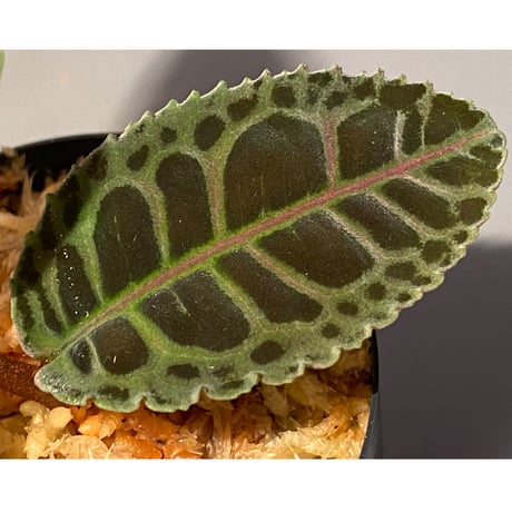 Emblemantha urnulata (Labisia sp.) from Riau sumatera [LA0815-01]