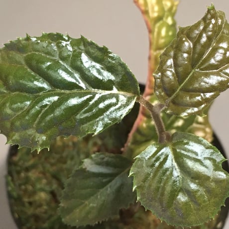 Ardisia sp. from Bengkulu [LA0315-1]