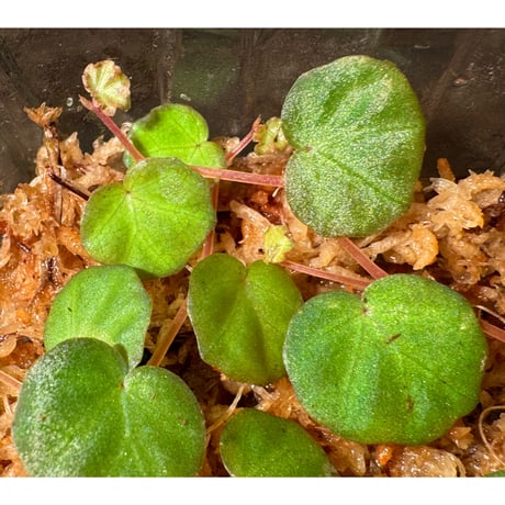 Begonia lichenora (sp.Mini) from Kalimantan Sarawak border [LA]