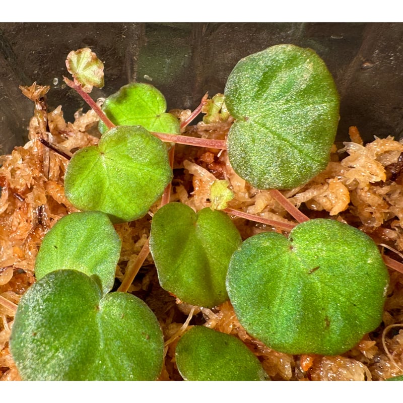 Begonia lichenora (sp.Mini) from Kalimantan Sar