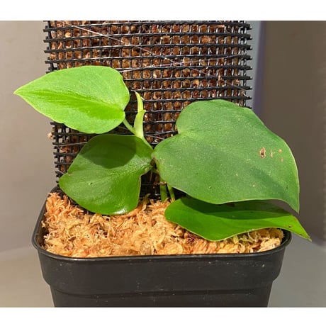 Philodendron sp. from Iquitos Peru [tanakay]