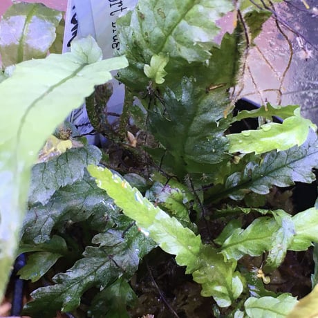 Microsorum sp. Short Dragon Tail
