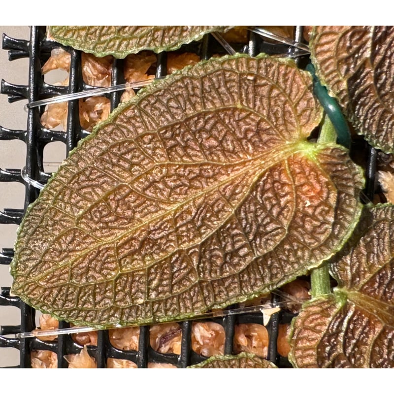 Pothos barberianus | M・R・G・R