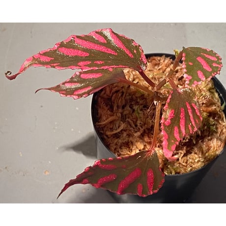 Begonia sp. ぼっち株 from Julau [R1214-01b]